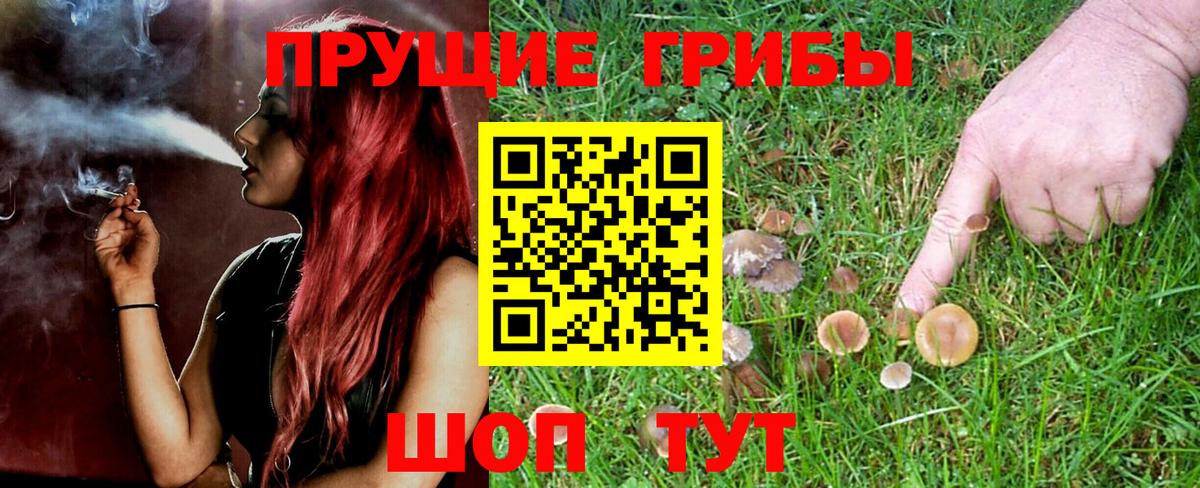Галлюциногенные грибы Psilocybine cubensis Кондопога